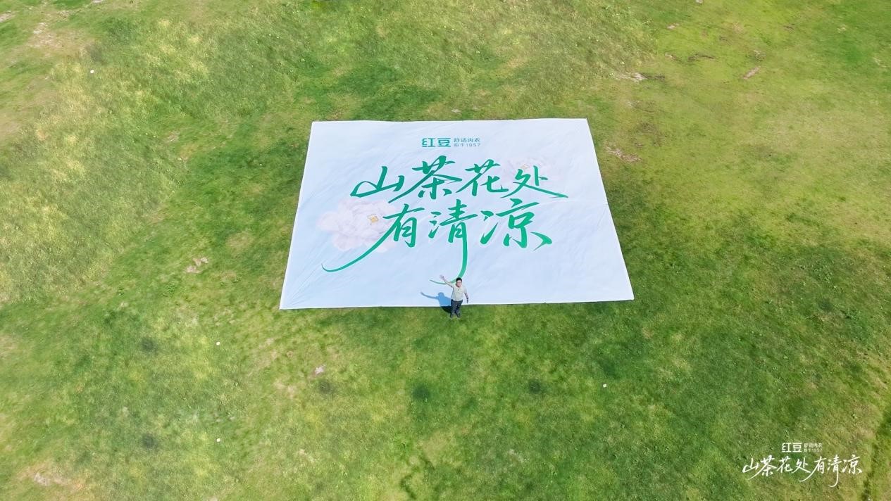 w66国际棉山茶花1